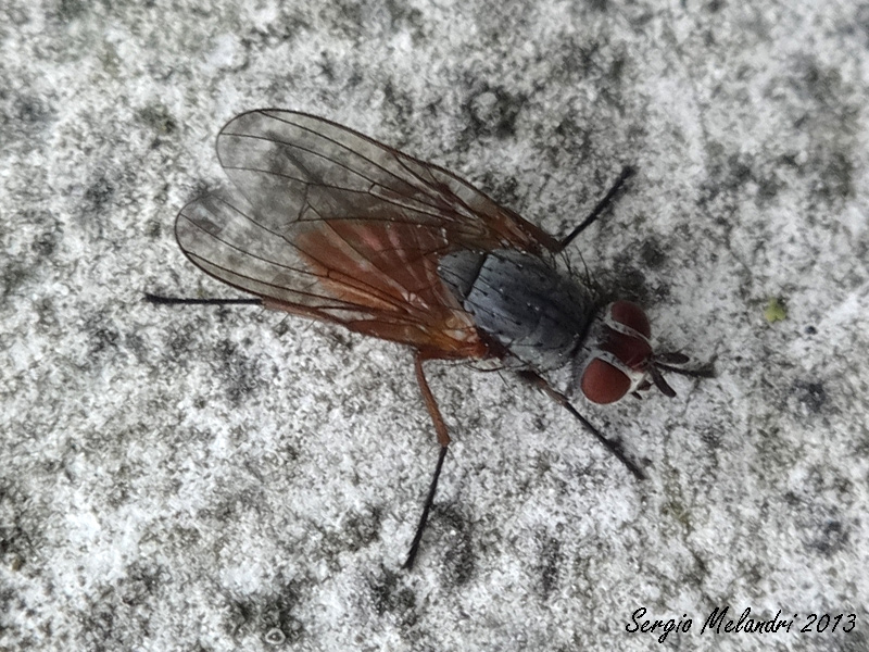 Pegomya sp. (Antomyiidae).